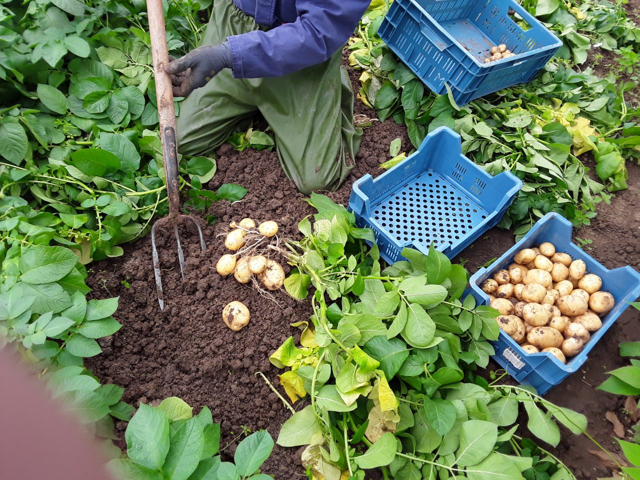 ze zijn er weer onze eigen geteelde nieuwe aardappels, dat word weer
